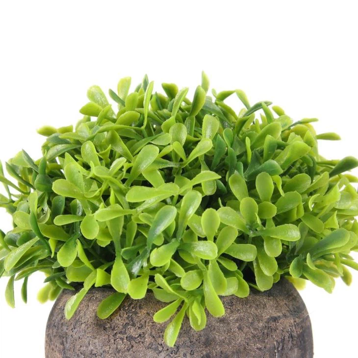Small Indoor Potted Plants Small Potted Plant