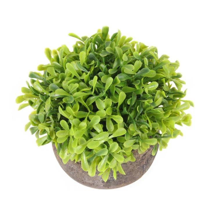 Small Indoor Potted Plants Small Potted Plant